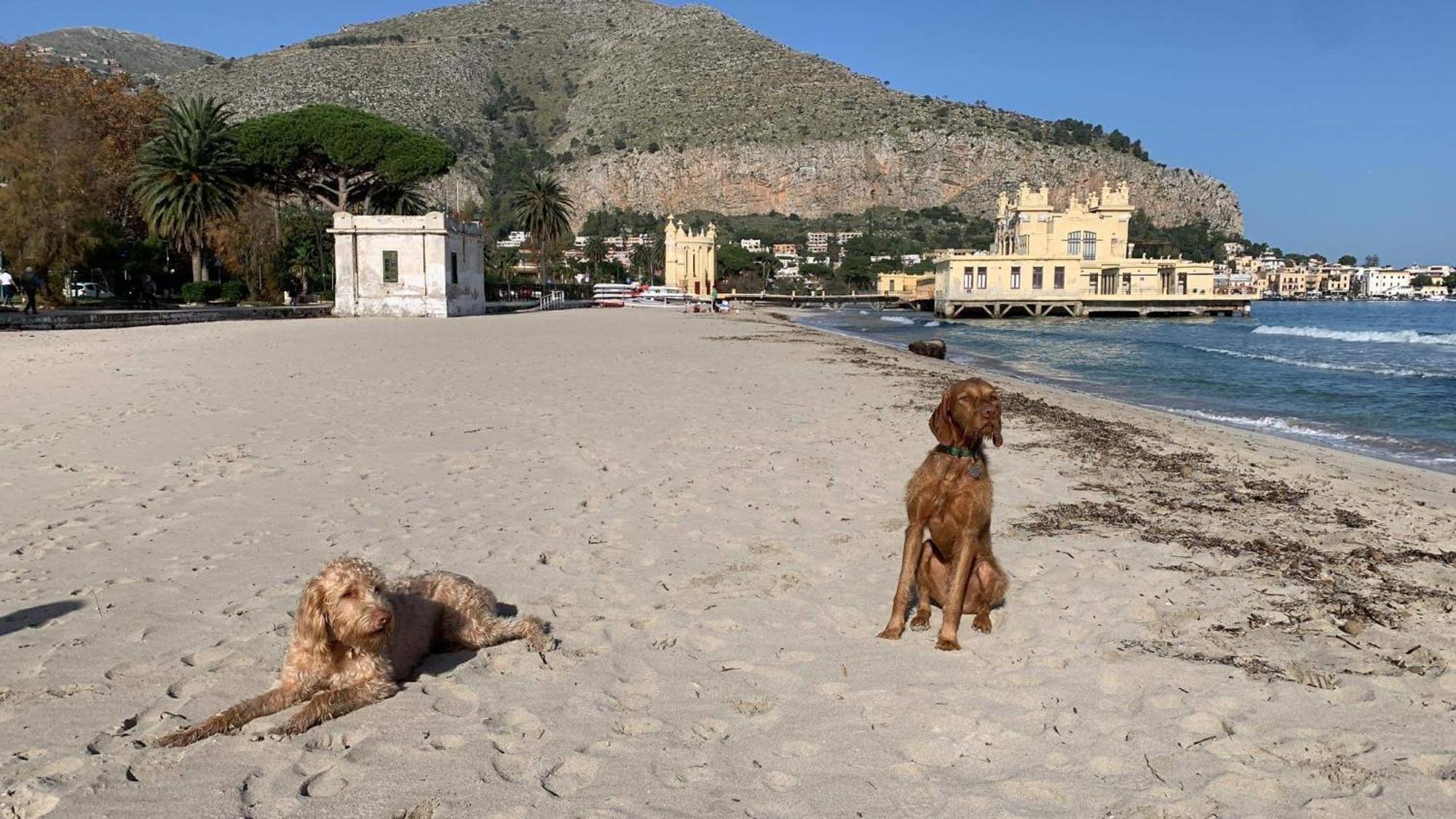Due Cani Apartment Palermo Eksteriør billede